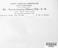 Puccinia angelicae image